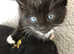 5 kittens for sale