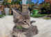 Purebred Maine Coon Kittens for Sale - Ready in July