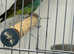 Baby Meyer's parrot Glasgow