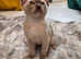 Outstanding quality pedigree registered Burmese kitten