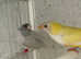 Gouldian finch