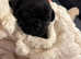 6 Frug puppies