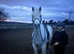 14.2hh well bred Connemara , school master