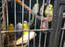 Joblot of budgies