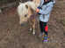Marley registered mini Shetland