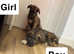 IKC wolfhound puppies