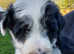 Bearded collie pups