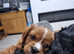 Ruby red male Cavalier King Charles
