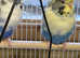 Bonded pair Recessive pied Budgies