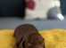 Stunning KC Registered Dachshund Puppies - Dappled & Chocolate Tan
