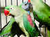 Beautiful alexandrine parrot for sale