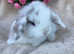 Mini lop