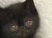 One GCCF registered black Exotic shorthair boy kitten