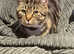 Male Tabby Cat (8 months old)