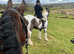 15.2hh stunning welsh section D all rounder / Mother daughter share.