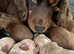 F1 mini COCKAPOOS various colours 30 dna health tested clear