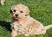Bichon frise x toy poodle boy