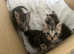 3 tabby boy kittens