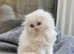 Long hair Scottish Folds