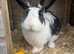 3 rabbits looking for new homes