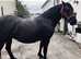 Beautiful Welsh Section D cob mare, reluctant sale