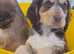 Simba wood Show cocker spaniel pup