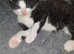 2 beautiful kittens available 16th ma