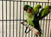 Stunning talking baby alexandrine parrot