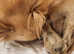 1 boy came available be quick the video is him today !!! Pomeranian puppies