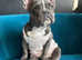Amazing female french bulldog
