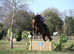 Gorgeous TB for hacking/dressage/bringing on