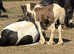 "TGCA registered Mini Cob Colt"
