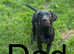 Springer x Labrador puppies