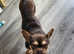 Frenchie
