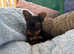 True teacup Yorkshire terrier puppies