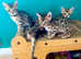 *Last 3* Bengal Kittens for sale