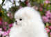 Kc registered white Pomeranian puppy boy
