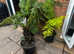 Tree Ferns x3 , rooted and potted.