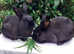 Fully vaccinated purebred young Sable rabbits - ready now!