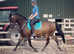 Purebred Arabian Gelding