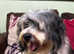 Havanese Male Adult
