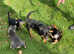 Beautifully  marked Jack Russel Terrier boys