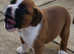 Boxer puppy