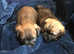 Stunning KC Registered Border Terrier puppies