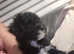 Ready now toy maltipoo f1b dna clear