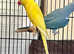 Beautiful young yellow Indian ringnick parrot