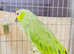 Stunning baby Amazon parrot for sale