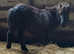 Tiny 32 Inch Shetland colt