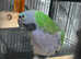 Stunning Baby Derbyan Parrot,29
