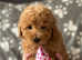 Gorgeous little poodle boy puppy toy small
